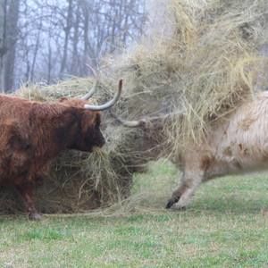 Meet your Posher, Jacque